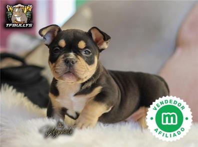 American bully 2024 pocket tricolor