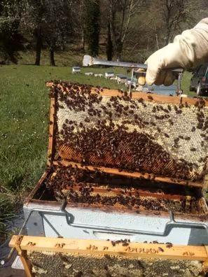 Velas de cera de abeja rectas - Apícola Cinco Villas