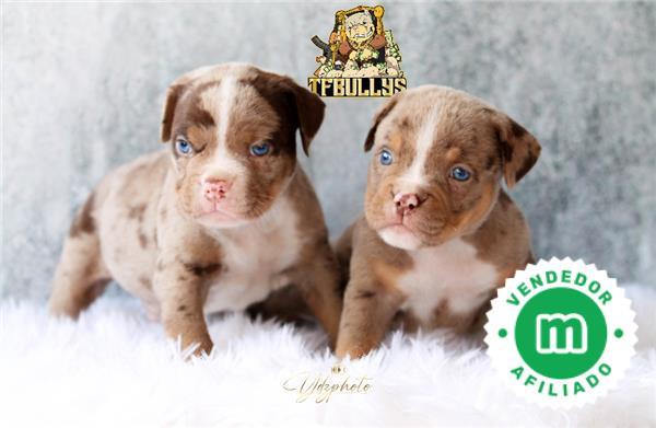 American bully best sale pocket tricolor