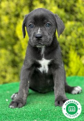 cuantas tetillas tiene un cane corso