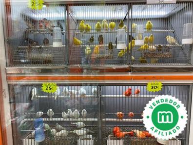 Canarios Pájaros. Compra venta pájaros, jaulas en Madrid Provincia | Milanuncios