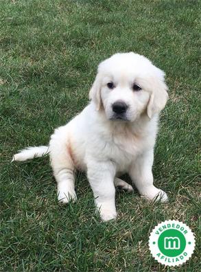 como se llaman los labradores blancos