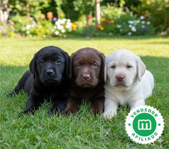 Milanuncios - Labrador Retriever