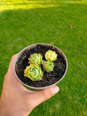 Sempervivum Plantas de segunda mano baratas | Milanuncios