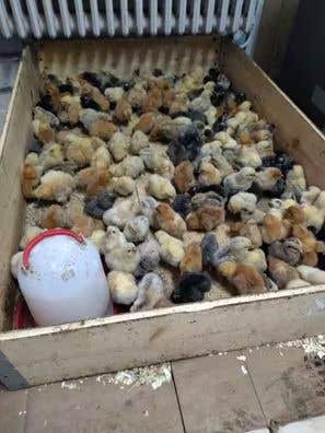 Gallos y Gallinas ponedoras en venta | Milanuncios