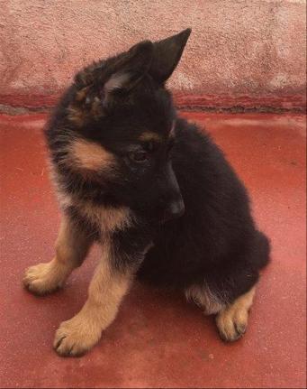 | Regalo cachorro Pastor Alemán en adopción. Compra venta y regalo de y perros en Madrid