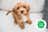 Milanuncios - cavapoo