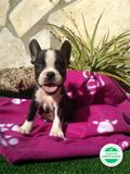 Milanuncios Bulldog Frances Negro Perros En Adopcion Compra Venta De Accesorios Y Servicios Para Perros