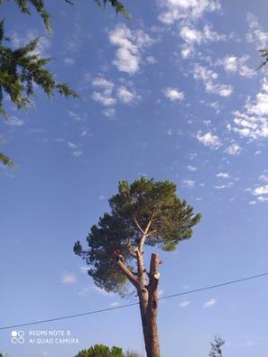 Arboles Plantas de segunda mano baratas en Cataluña | Milanuncios