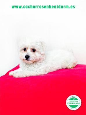 Quedar asombrado Peticionario Bastante MILANUNCIOS | Adopcion benidorm Perros en adopción, compra venta de  accesorios y servicios para perros