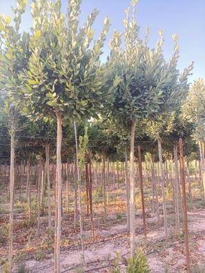 Arboles Plantas de segunda mano baratas en Valencia | Milanuncios