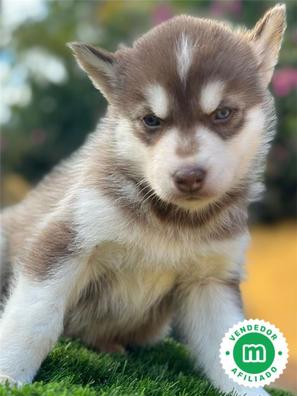 cachorros husky marrones y negros