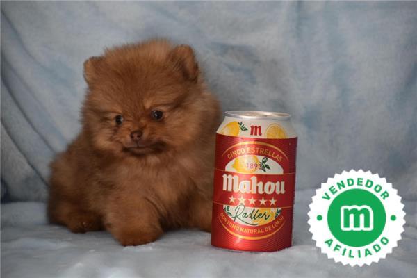 Lulu sales pomerania mini