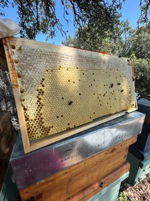 Polen de abeja – Apicultores de Guadalajara