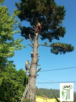 Frutales Plantas de segunda mano baratas en Galicia | Milanuncios