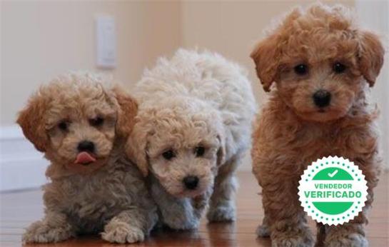 Milanuncios Caniche Toy Blanco Caniches En Adopcion Compra Venta Y Regalo De Cachorros Y Perros