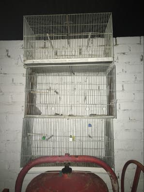 Jaulas canarios sevilla Mascotas adopción y accesorios de mascota de segunda mano baratos | Milanuncios