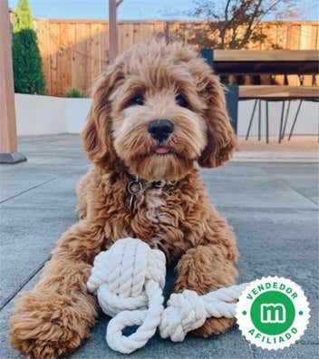 Cockapoo alicante en venta | Milanuncios