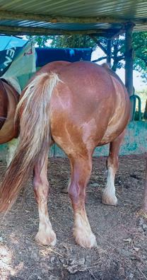 Compra venta de caballos, transporte y monturasde segunda mano en Posada de  Llanera | Milanuncios