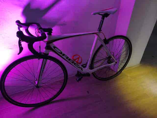 Orbea orca