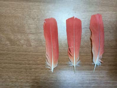 Plumas pavo real segunda mano barata | Milanuncios