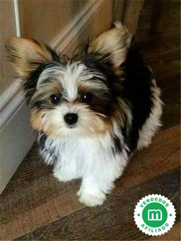 Milanuncios - Yorkshire Wiber