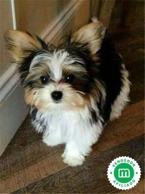 Milanuncios - Yorkshire Wiber