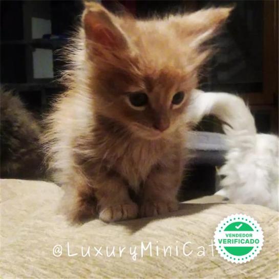 Milanuncios Gato Maine Coon Mascotas En Adopcion Y Accesorios De Mascota De Segunda Mano Baratos