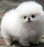 Milanuncios Compra Venta De Perros Pomerania Blanco Regalo De Cachorros