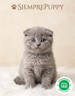 Milanuncios - GATITOS SCOTTISH FOLD