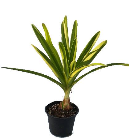 Milanuncios - Agapanthus africanus (Hibrido Azul)2,95