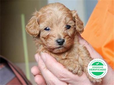Culpa Trágico Posteridad MILANUNCIOS | Caniches en adopción. Compra venta y regalo de cachorros y  perros en Gandia