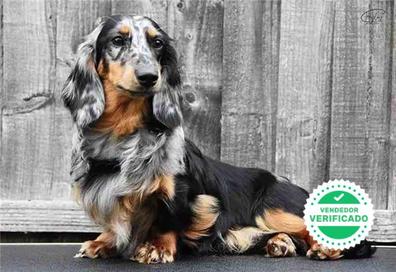 Destreza Ver a través de ayer MILANUNCIOS | Teckel pelo largo Perros en adopción, compra venta de  accesorios y servicios para perros