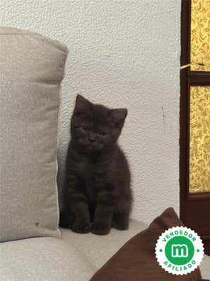 Milanuncios - Gatos Scottish y british