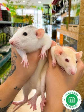 Milanuncios - Ratas dumbo (Rattus norvegicus)