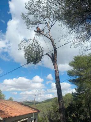 Pinos Plantas de segunda mano baratas en Valladolid | Milanuncios