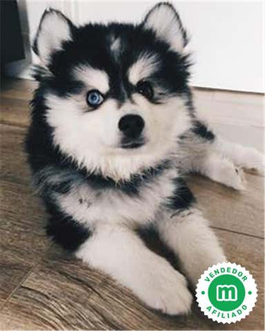 Milanuncios - pomsky
