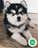 Milanuncios - pomsky