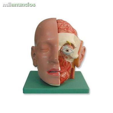 Milanuncios - Anatomia humana desmontable