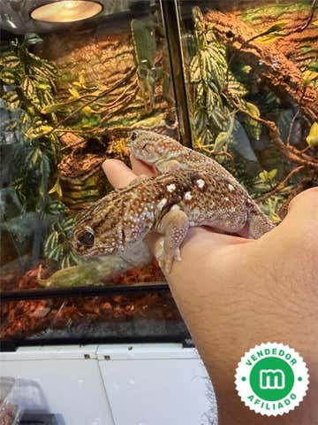 Milanuncios - Chondrodactylus angulifer
