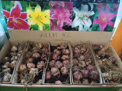 Bulbos Plantas de segunda mano baratas en Pontevedra | Milanuncios