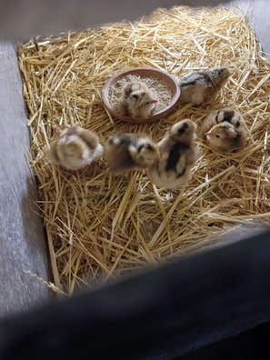 Milanuncios - Pollitos Araucana Hibridos huevos azules