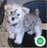 Milanuncios - Schnoodle