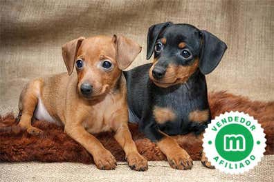 Mini pincher Perros en adopción, compra venta de accesorios y servicios ...