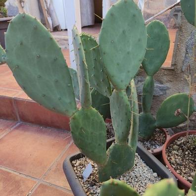 Milanuncios - Opuntia cacanapa elisiana