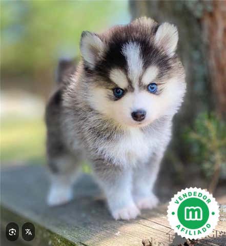 Milanuncios - POMSKY