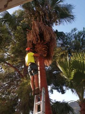 Tala y poda de pinos palmeras Otros muebles y accesorios de jardinería de  segunda mano baratos en Valencia | Milanuncios