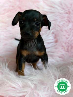 Mini pincher Perros en adopción, compra venta de accesorios y servicios ...