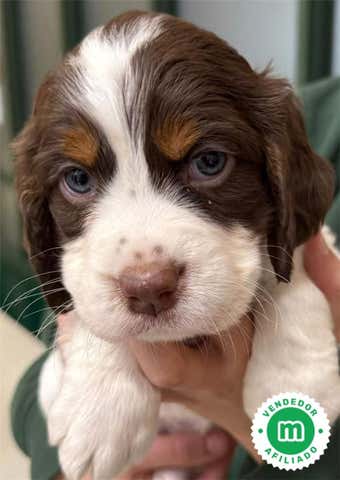 Milanuncios - COCKER
