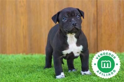 Black panther pitbulls for hot sale sale